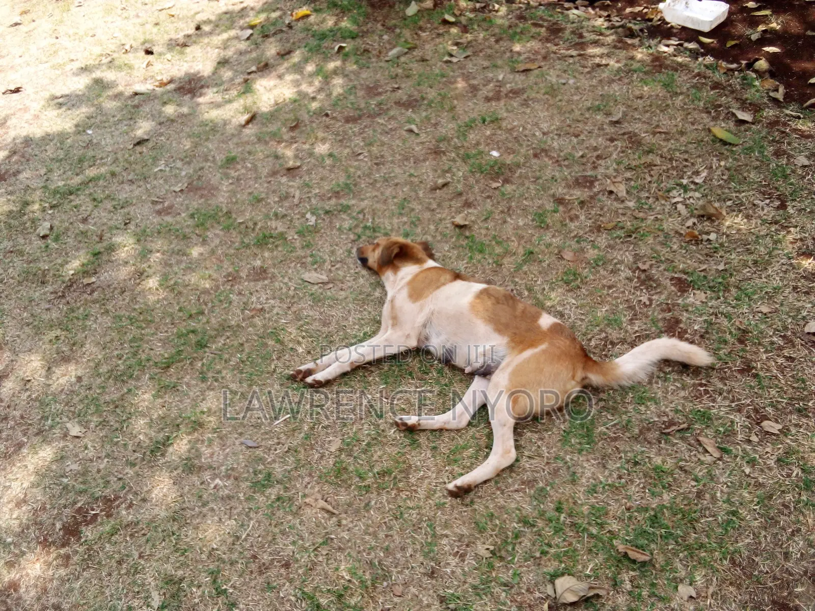1+ year Female Mixed Breed Dog
