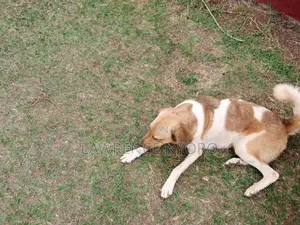 1+ year Female Mixed Breed Dog