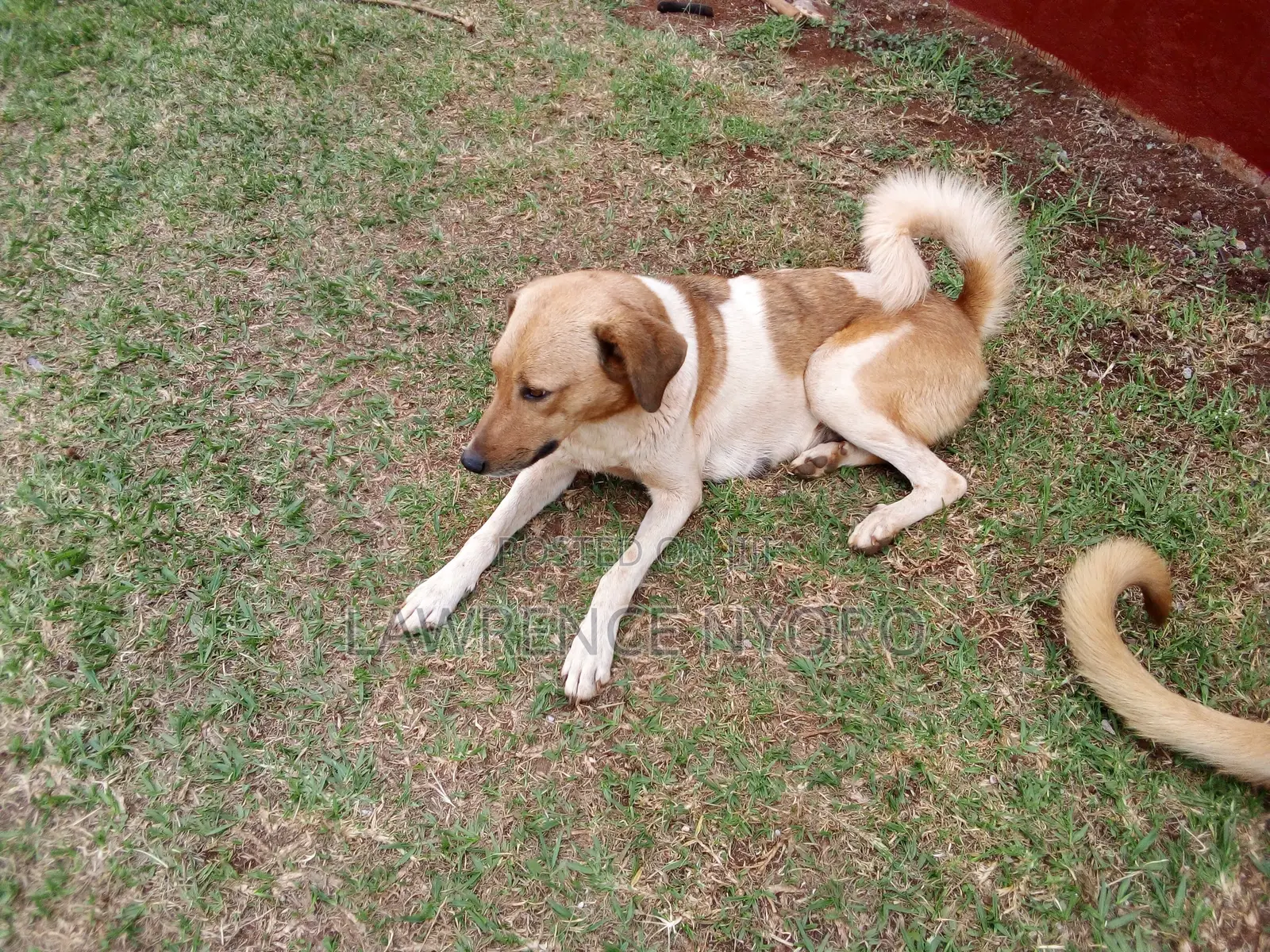 1+ year Female Mixed Breed Dog