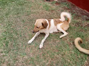 1+ year Female Mixed Breed Dog