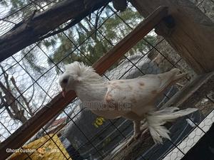 Mature Male Punky
