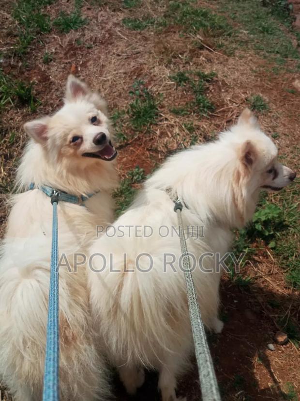 1+ year Male Purebred Japanese Spitz - thumbnail 2