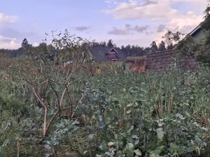 1/8 Plot for Sale at Upperhill Estate Soilo Nakuru