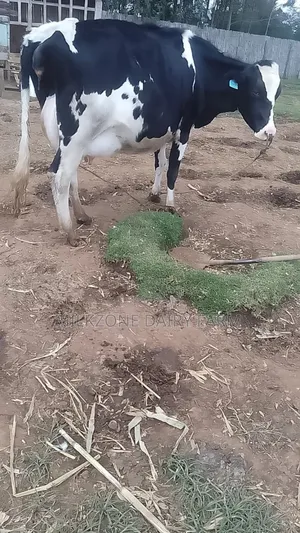 Standard Frisian