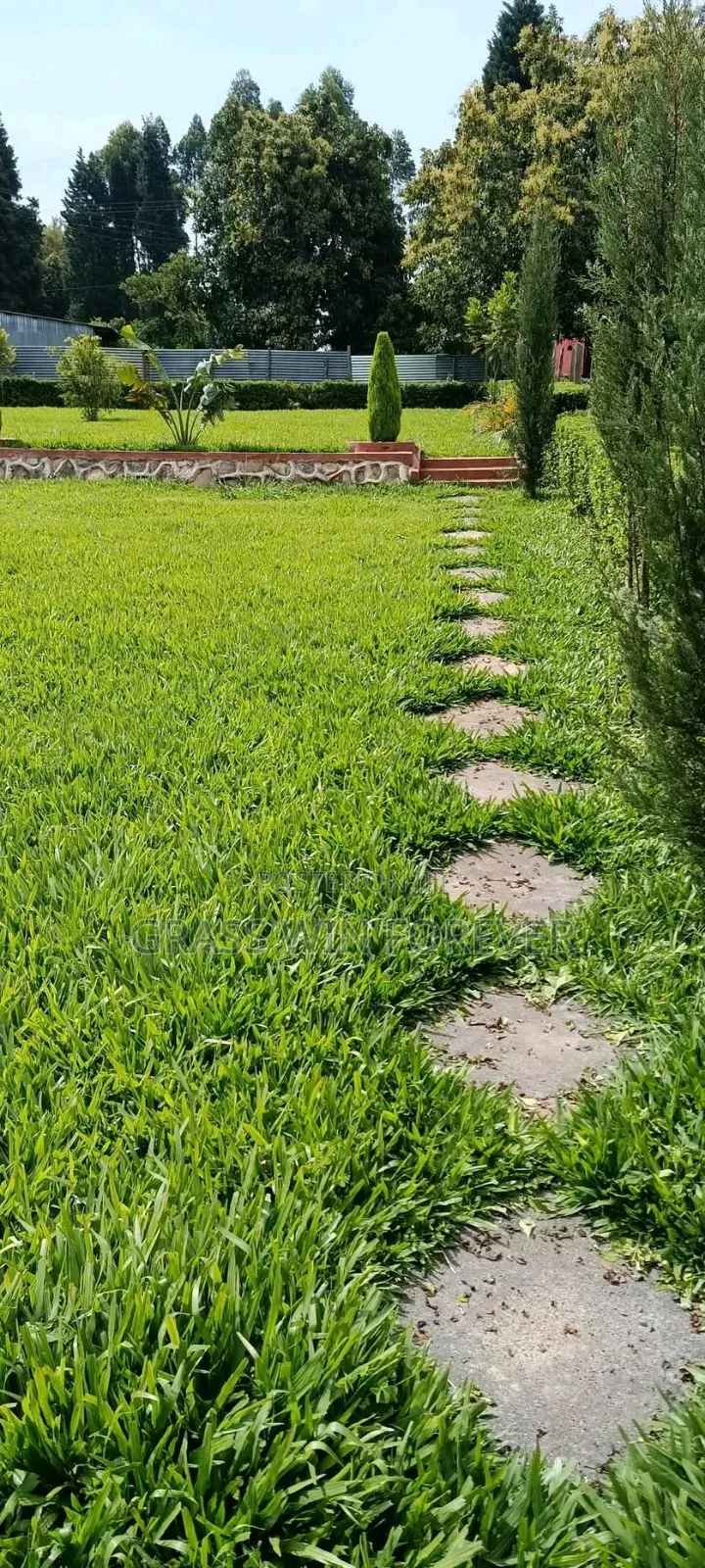 Arabic Grass Pemba Green Zibabwe Capet Grass Is Available