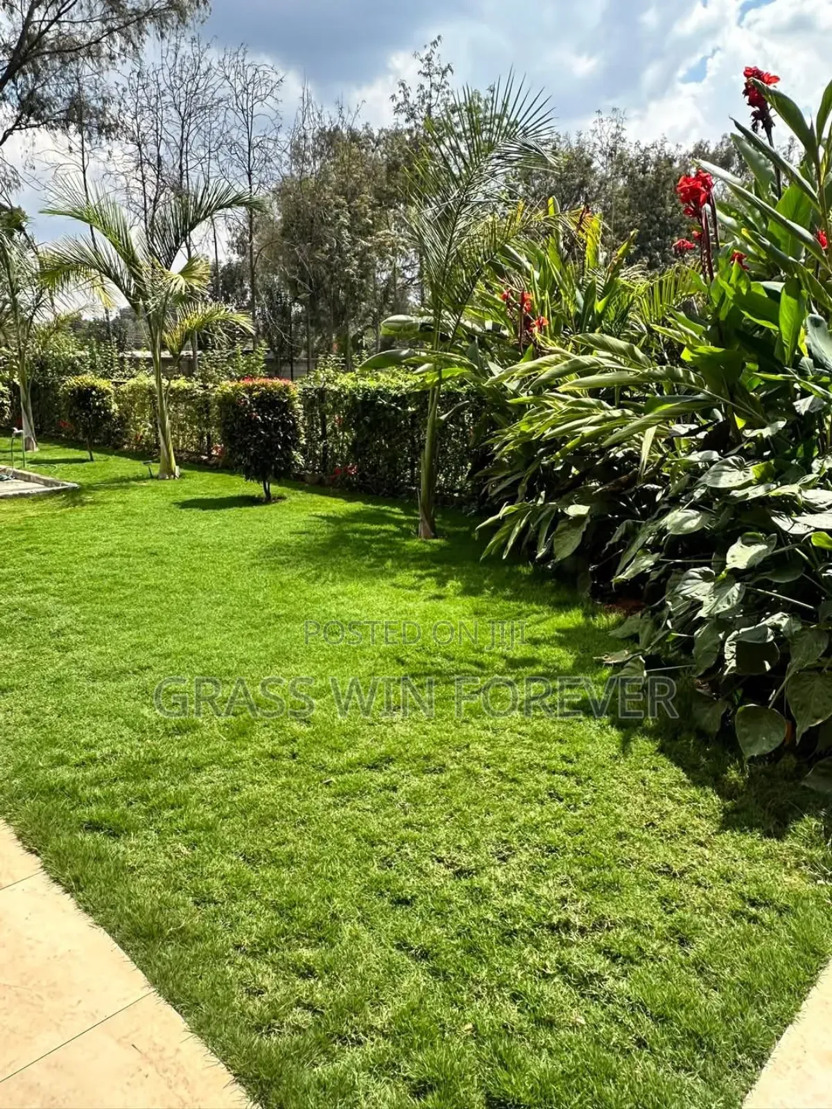 Arabic Grass Pemba Green Zibabwe Capet Grass Is Available