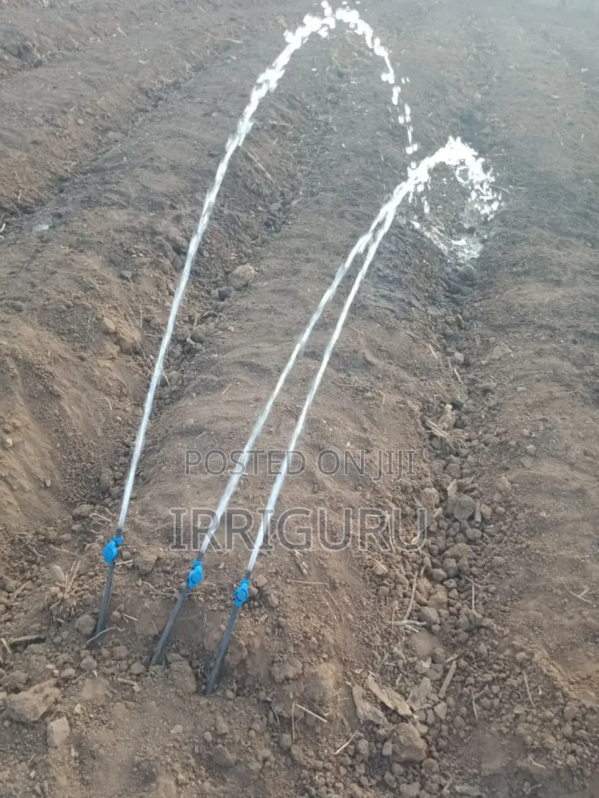 Dripline Irrigation