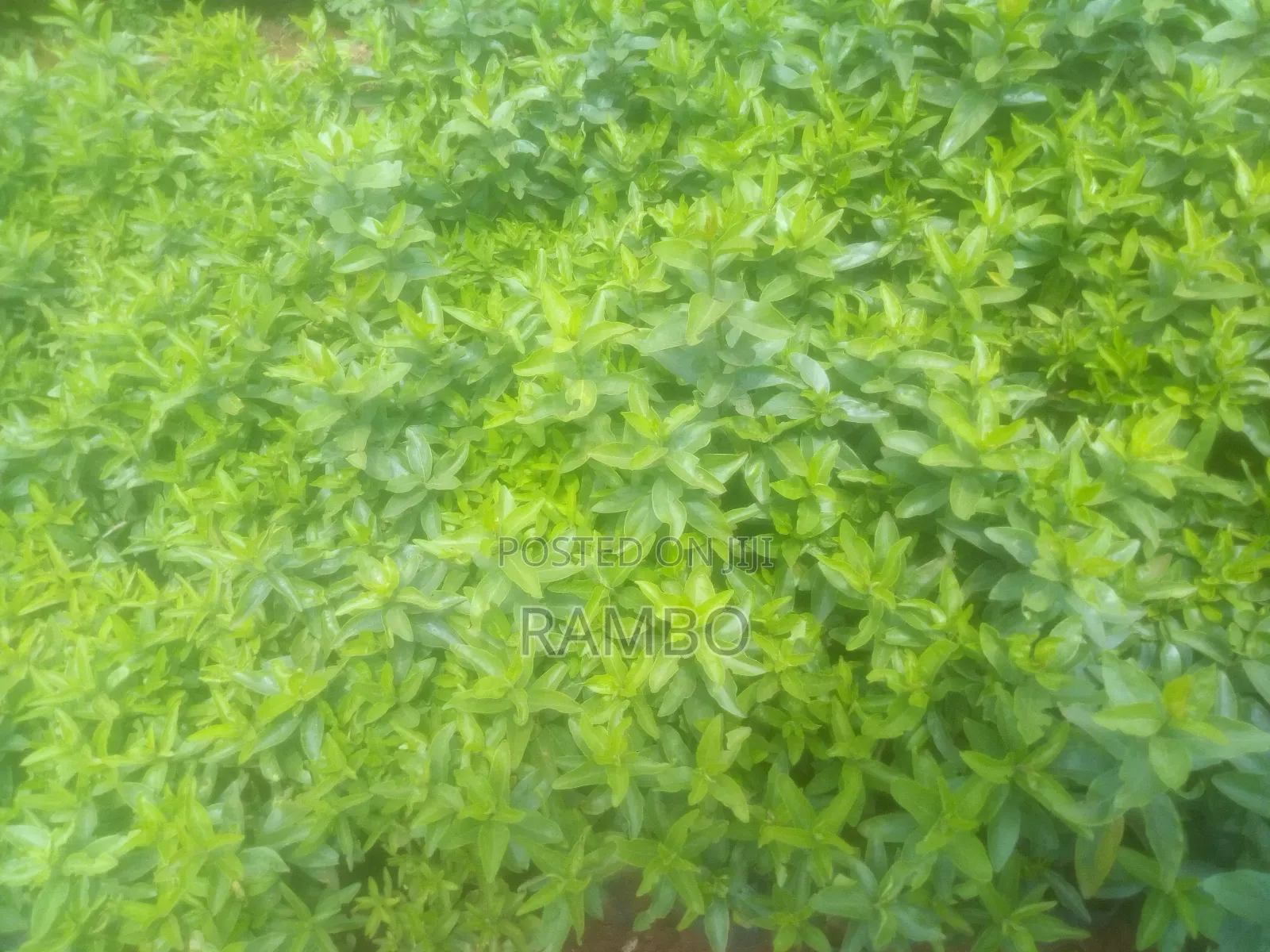 Kei Apple Seedlings For Fence Available & Kayaba Seeds Available