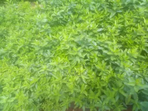 Kei Apple Seedlings For Fence Available & Kayaba Seeds Available