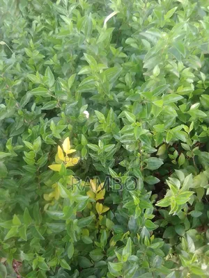 Kei Apple Seedlings For Fence Available & Kayaba Seeds Available