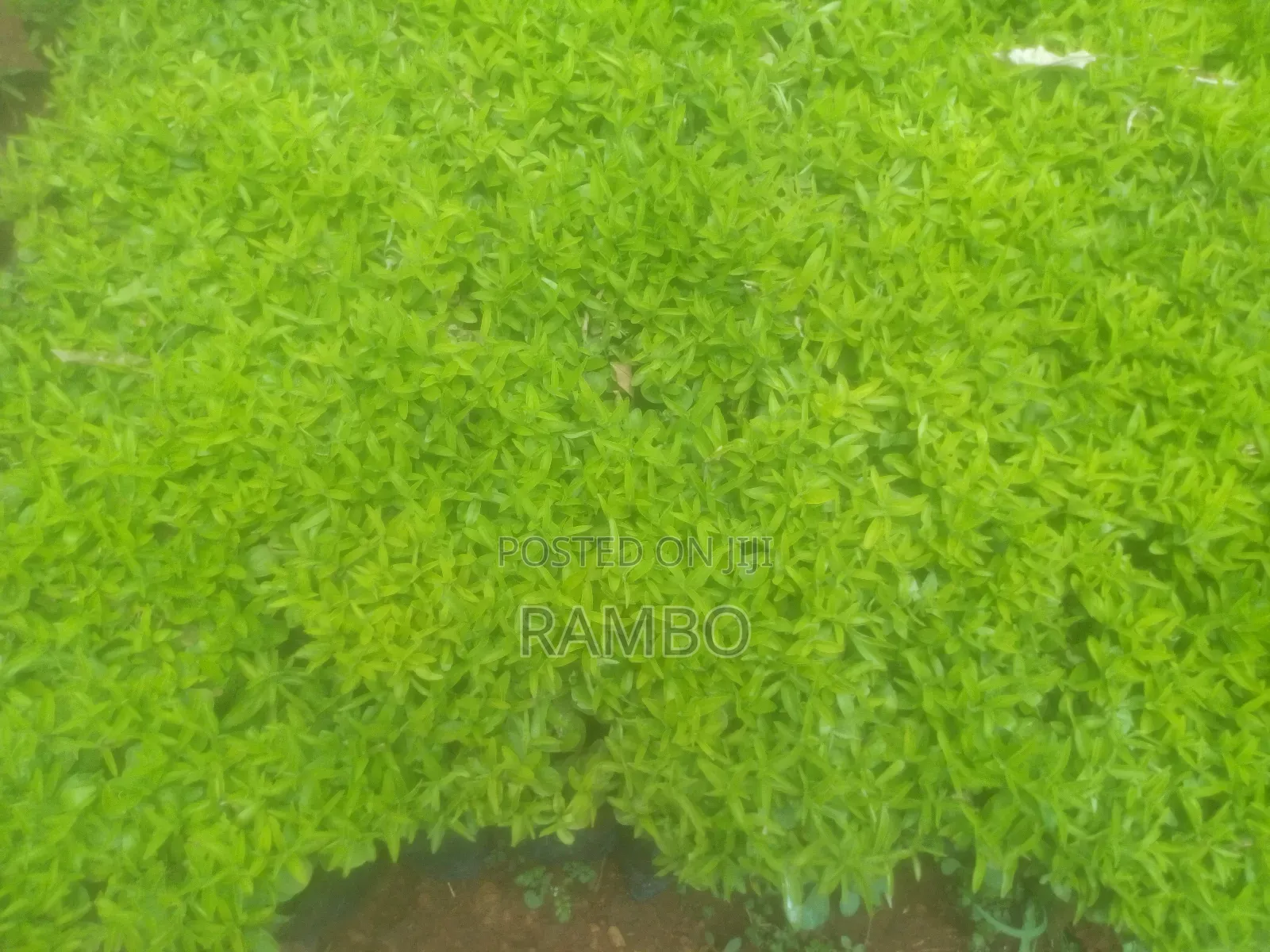 Kei Apple Seedlings For Fence Available & Kayaba Seeds Available