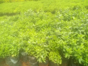 Kei Apple Seedlings for Fence Available Kayaba Seeds Available