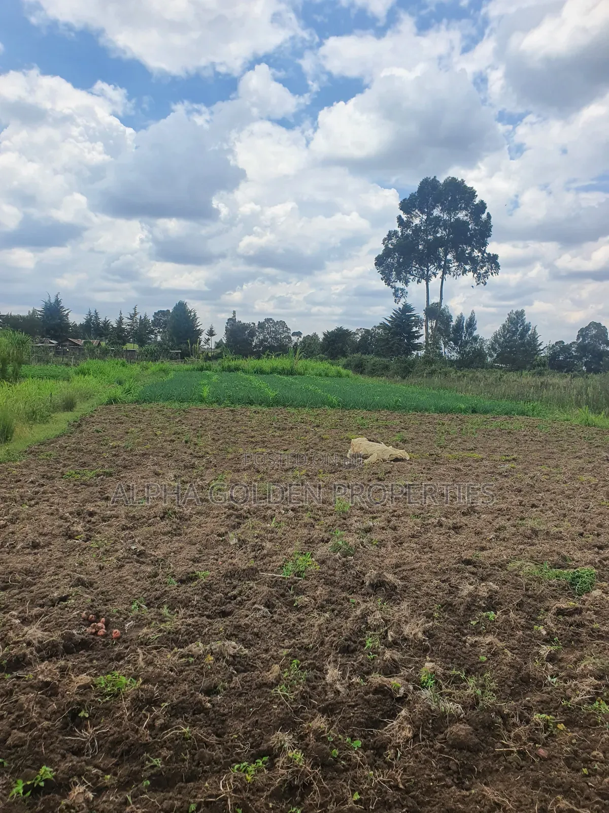 1 Acre in Nanyuki [ Kwahuku ]