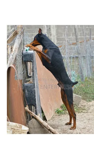 6-12 months Male Purebred Doberman Pinscher