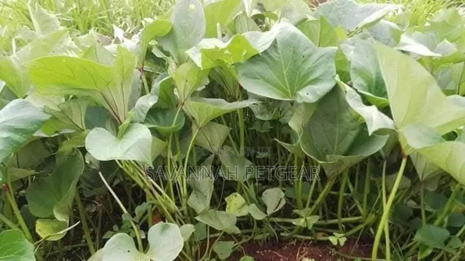 Super K Vines for Livestock Feed (Sweet Potato Vines)