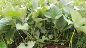 Super K Vines for Livestock Feed (Sweet Potato Vines)