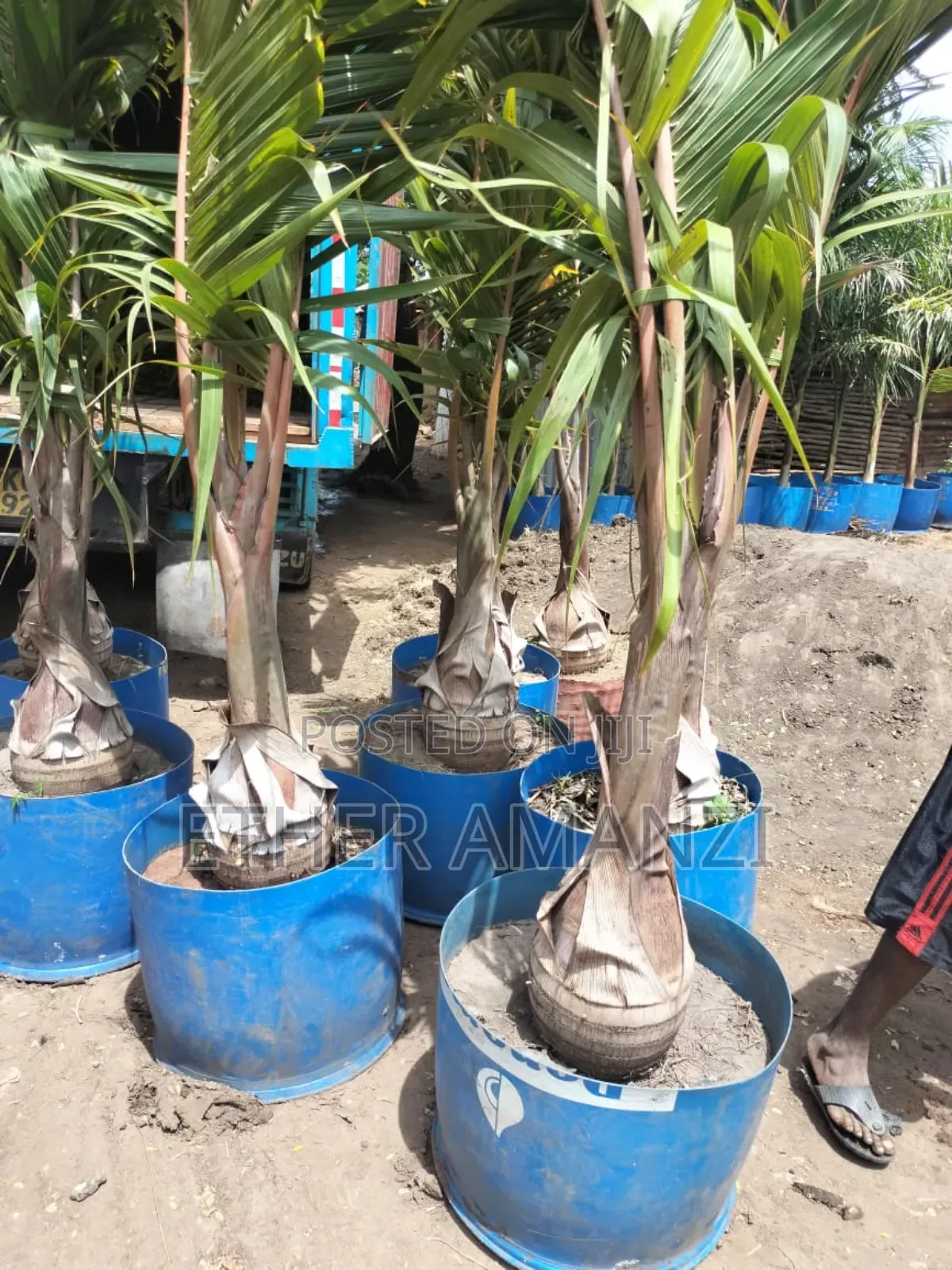 Palm Trees