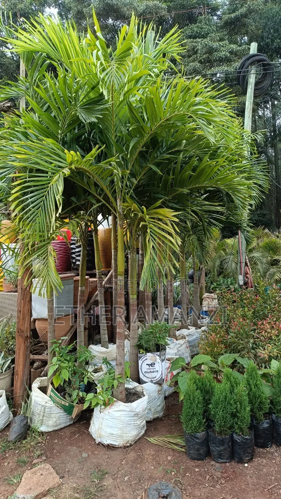 Palm Trees