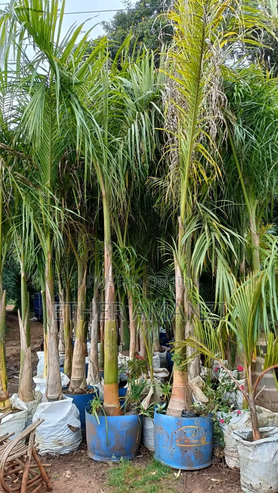 Palm Trees