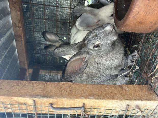 Rabbits on Sales Both Bunnies and Mature Ones - thumbnail 4