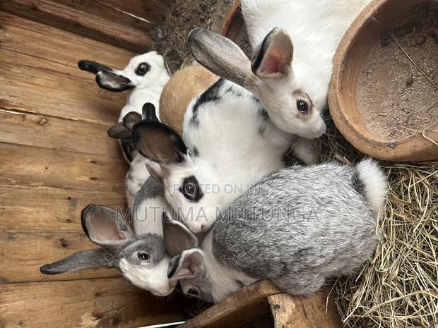 Rabbits on Sales Both Bunnies and Mature Ones - thumbnail 5