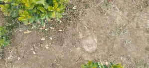 0.8acre Land for Sale in Nanyuki Nturukuma