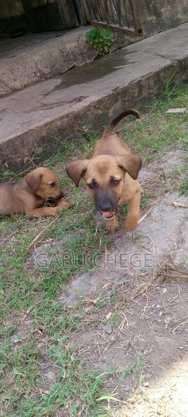 1-3 months Male Mixed Breed Boerboel - main view