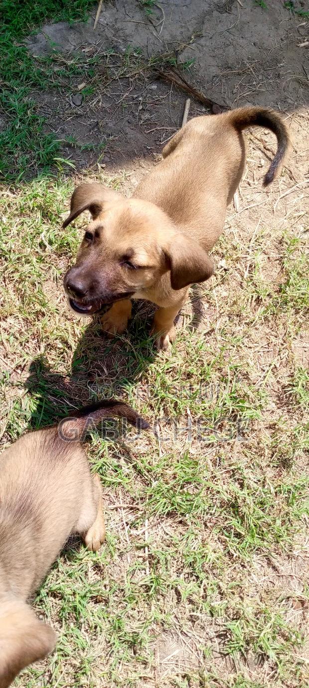 1-3 months Male Mixed Breed Boerboel - thumbnail 2