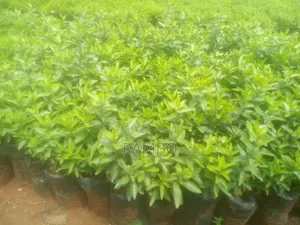 Kei Apple Seedlings for Fence Available Kayaba Seeds Available