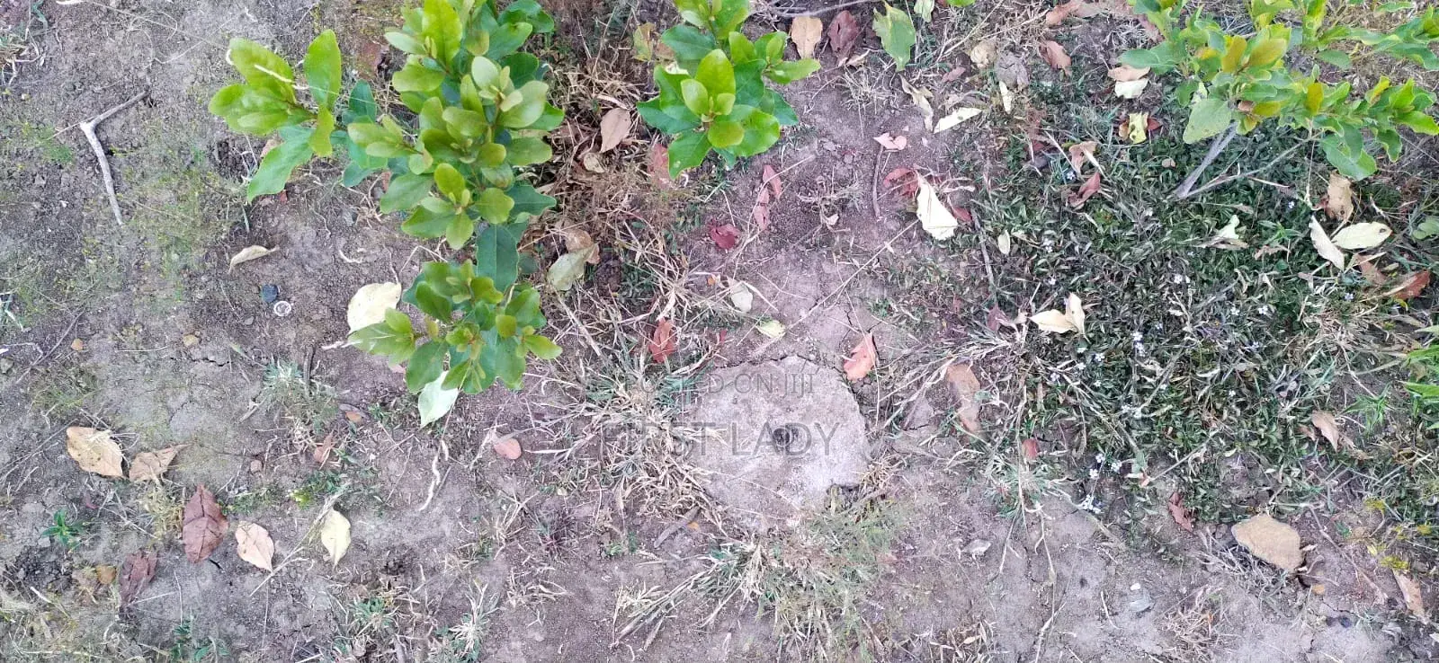 0.8acre Land for Sale in Nanyuki Nturukuma