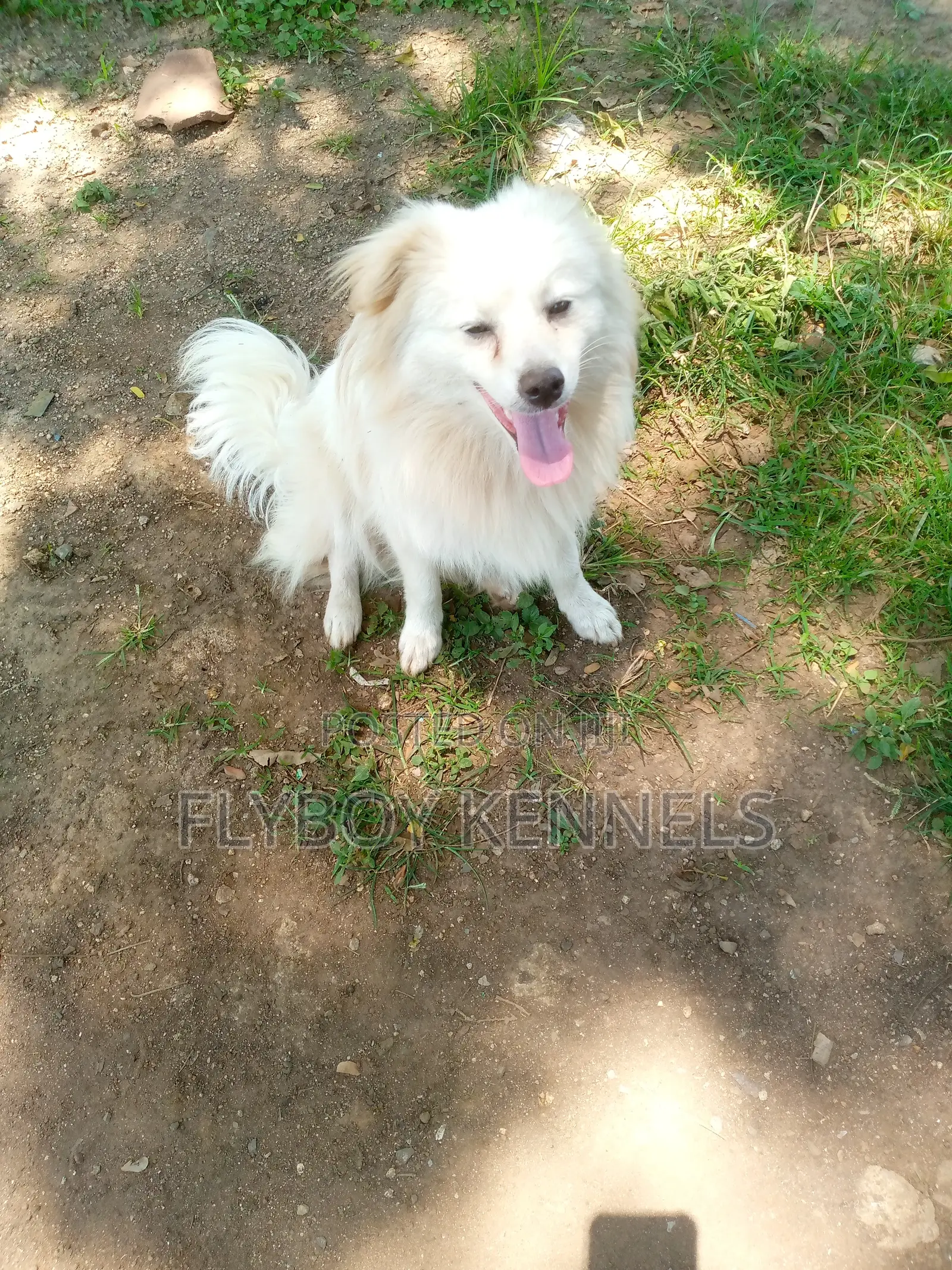 1+ year Male Purebred Japanese Spitz