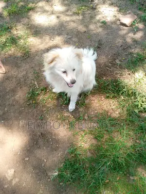 1+ year Male Purebred Japanese Spitz