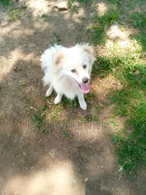 1+ year Male Purebred Japanese Spitz