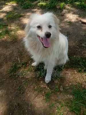 1+ year Male Purebred Japanese Spitz