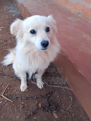 0-1 month Male Mixed Breed Japanese Spitz