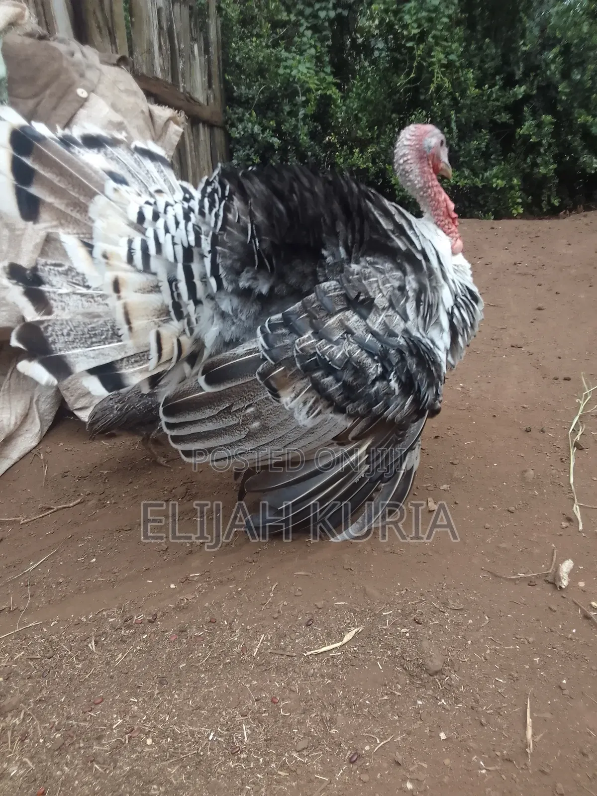 Mature Male Turkey For Sale Or Trade In