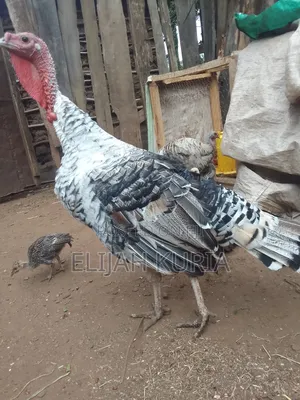 Mature Male Turkey For Sale Or Trade In
