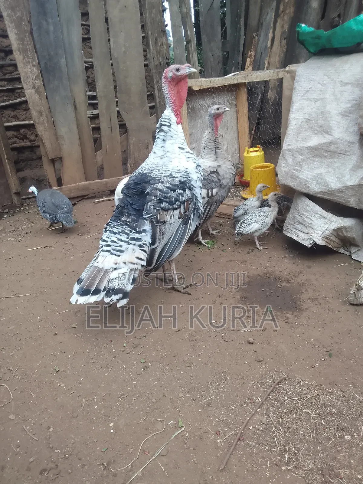 Mature Male Turkey For Sale Or Trade In