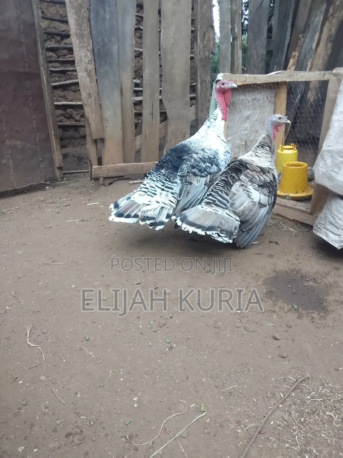 Mature Male Turkey For Sale Or Trade In
