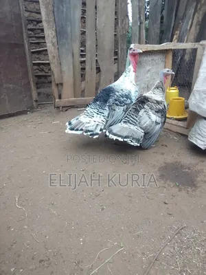 Mature Male Turkey For Sale Or Trade In