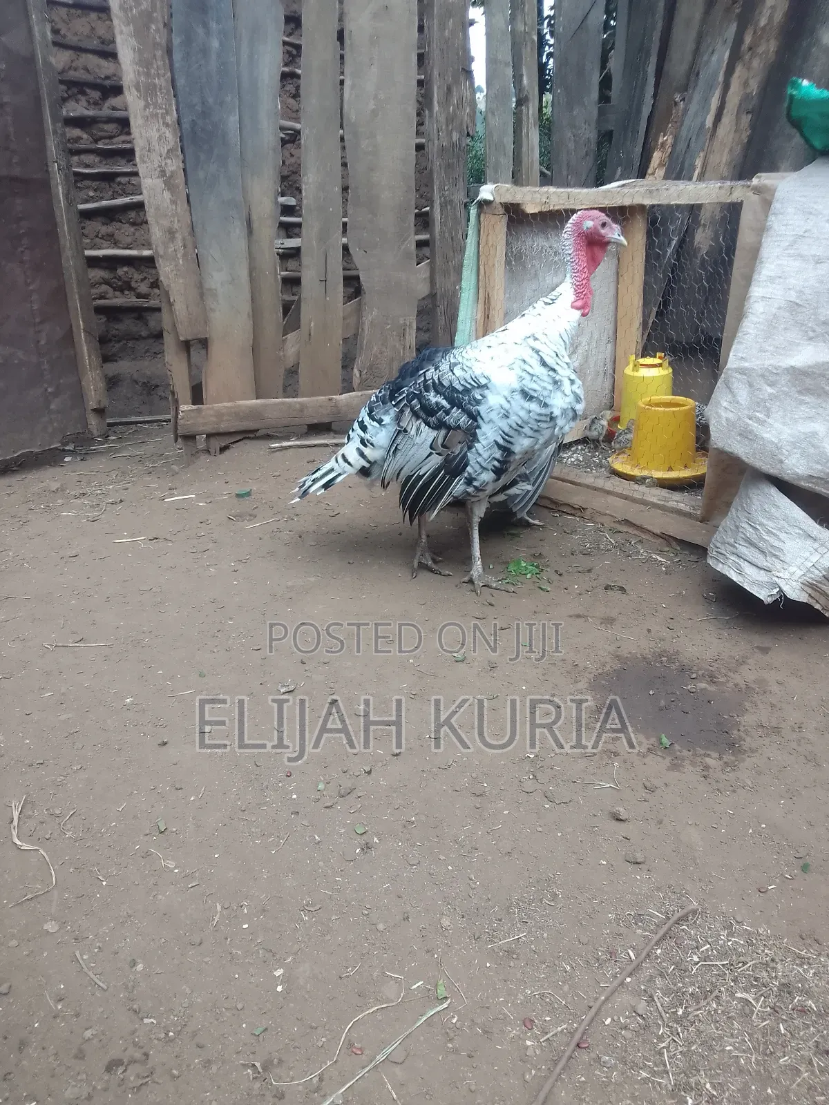 Mature Male Turkey For Sale Or Trade In