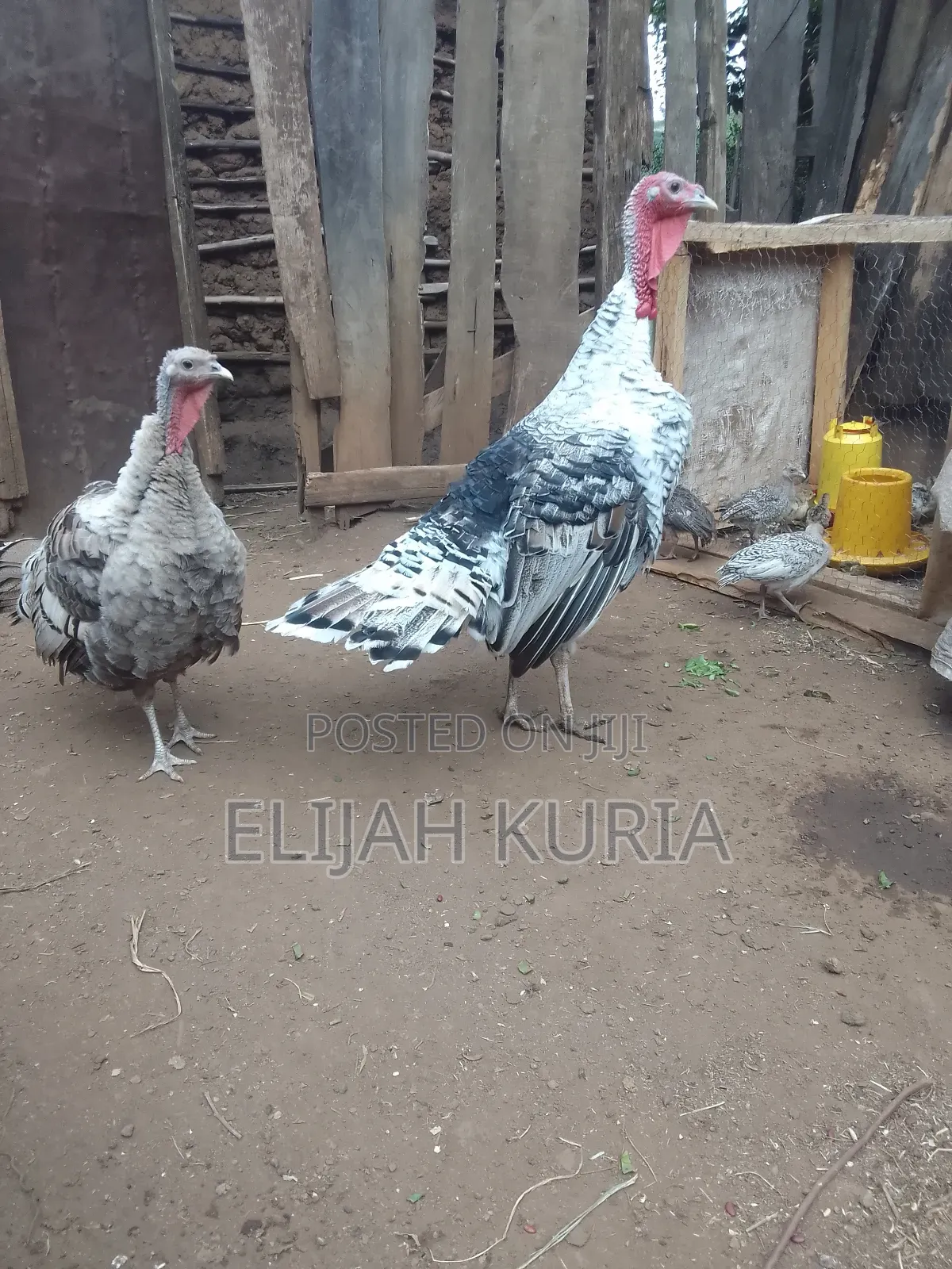 Mature Male Turkey For Sale Or Trade In