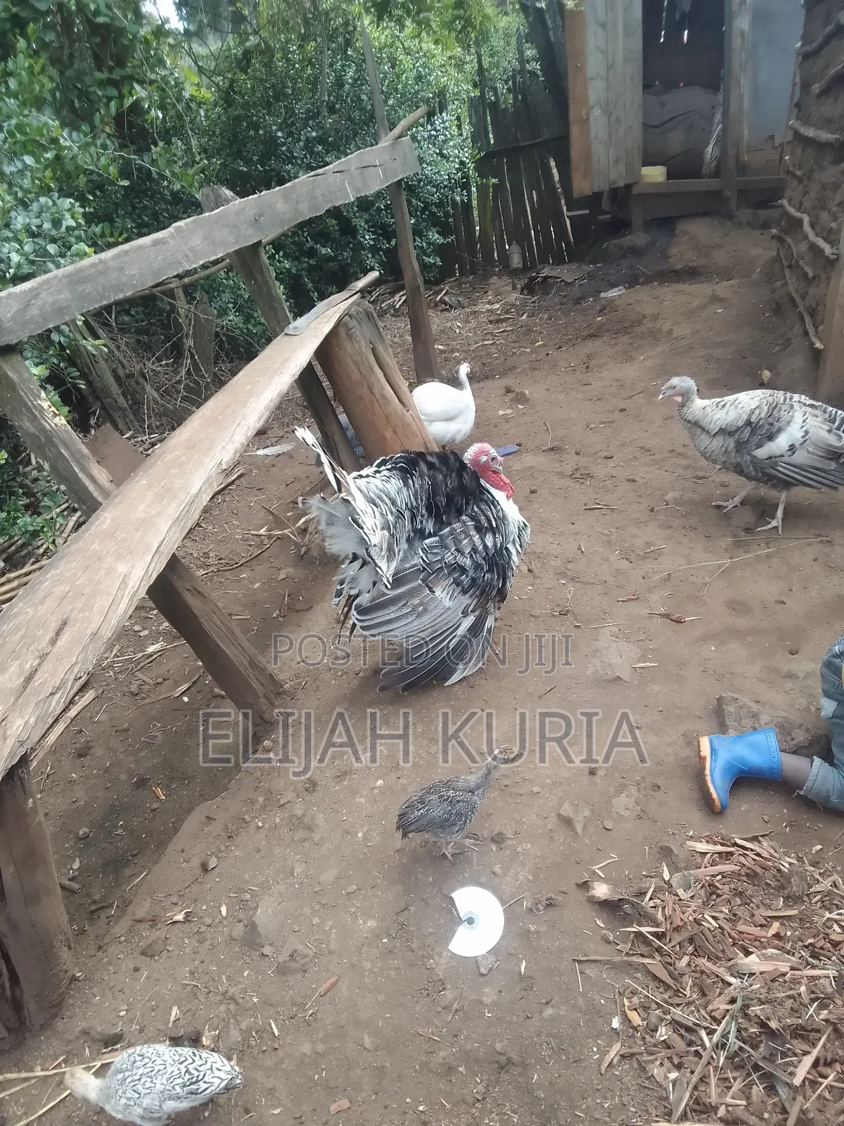 Mature Male Turkey For Sale Or Trade In