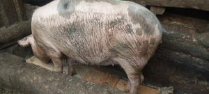 Pregnant Gilt - thumbnail 2