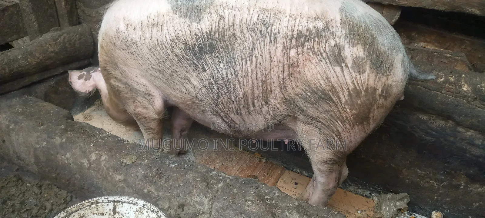 Pregnant Gilt