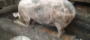 Pregnant Gilt