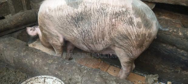 Pregnant Gilt - thumbnail 3
