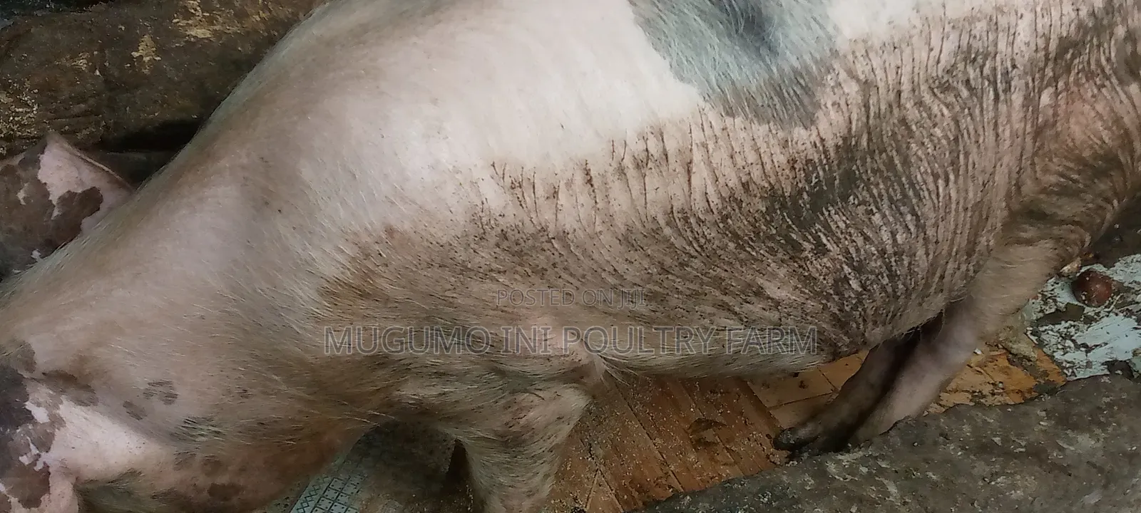 Pregnant Gilt