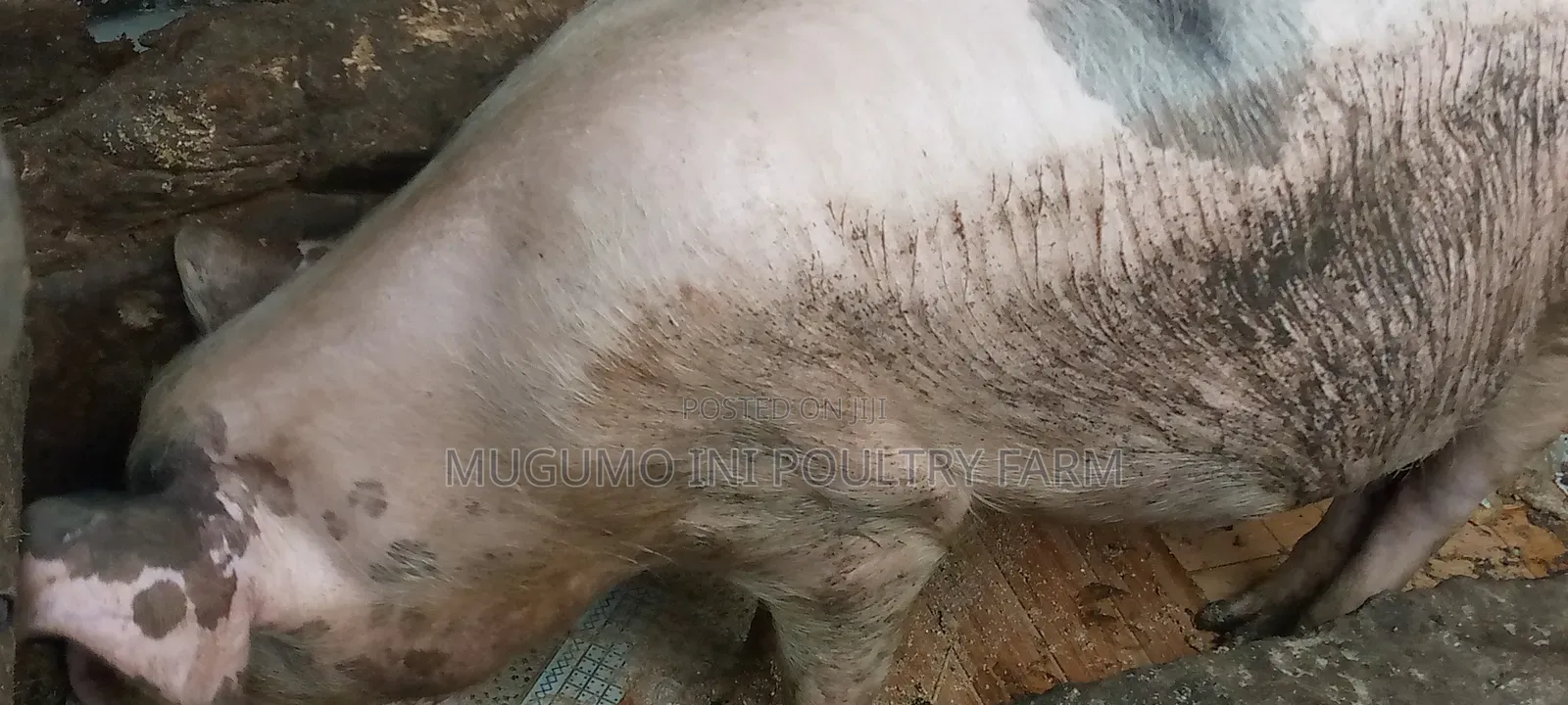 Pregnant Gilt