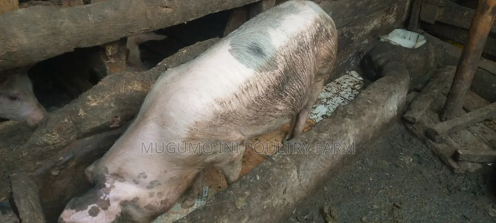Pregnant Gilt